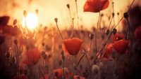 pic for Poppies At Sunset 